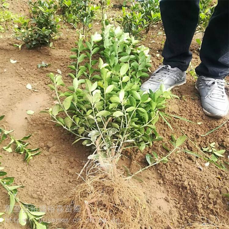 精修圆体冬青球杨凌花圃 耐修剪四季冬青 园林绿化苗木