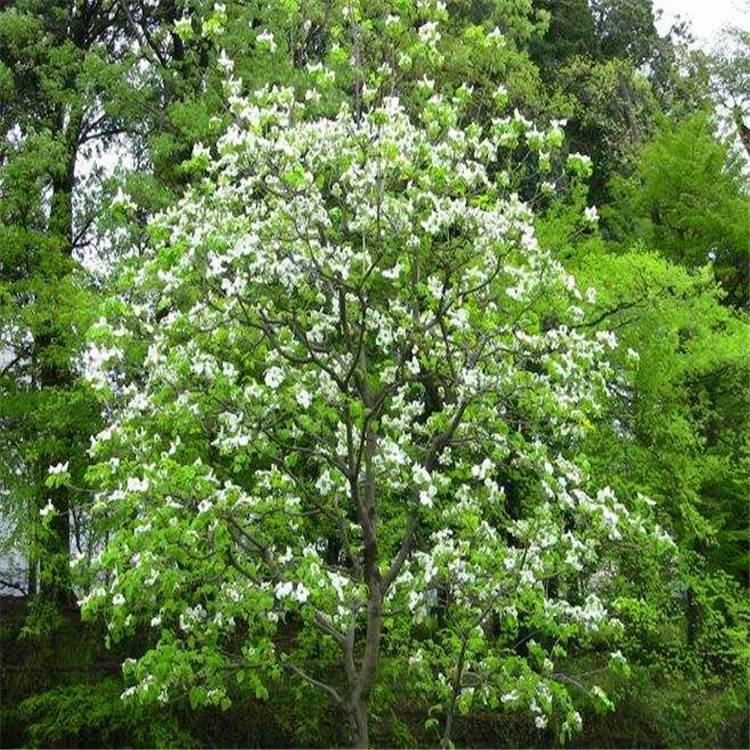 苗圃供应四照花丛生四照花树形优美量大优惠