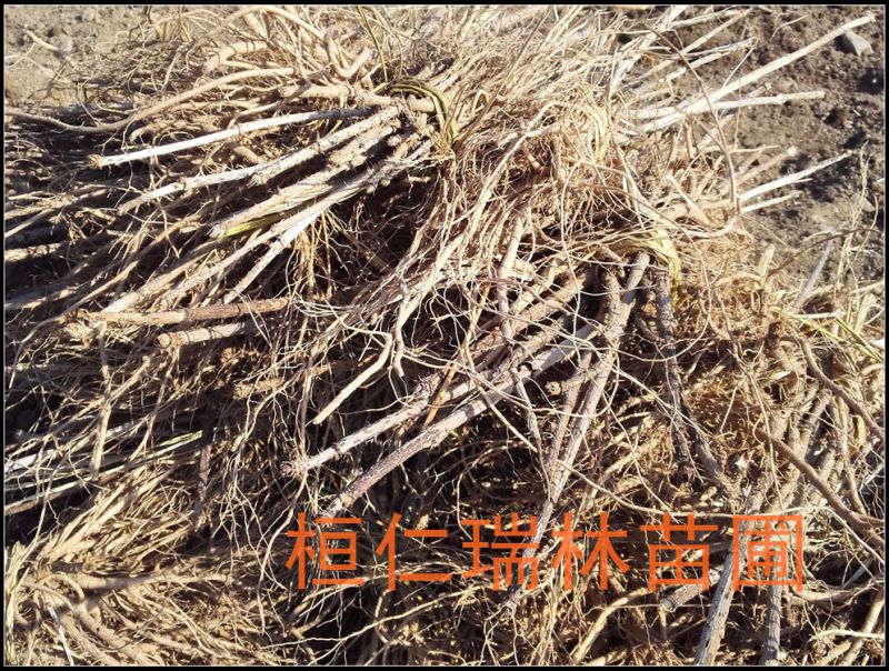 一年生树头菜苗野生树头菜种苗刺脑包树苗