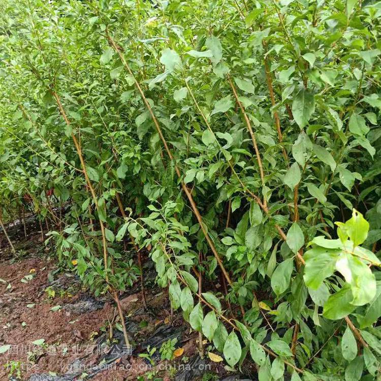 迪庆凤凰李树苗销售凤凰李树苗今日报价