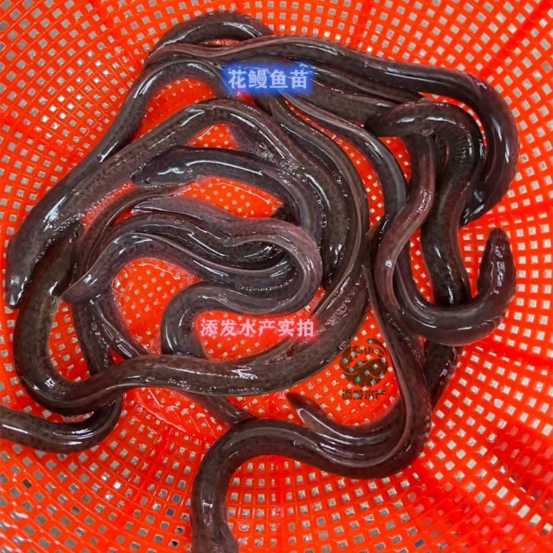产地鳗鱼批发美洲鳗鱼苗白鳝苗大量供应