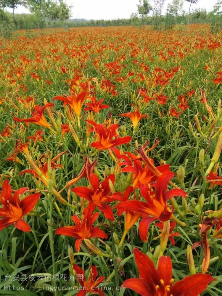 出售红色海盗萱草红宝石萱草红花萱草价格辽宁萱草种植基地绿化宿根