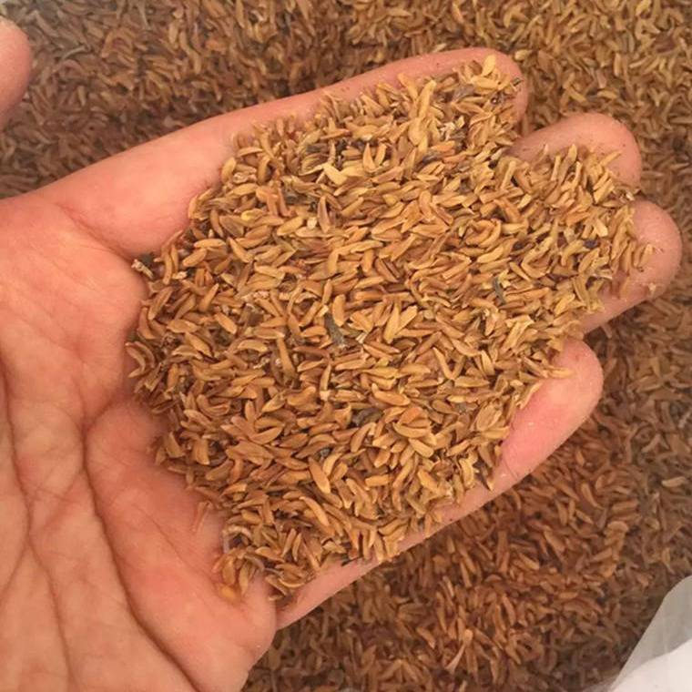 供应东北连翘种子树籽脱壳精细筛选