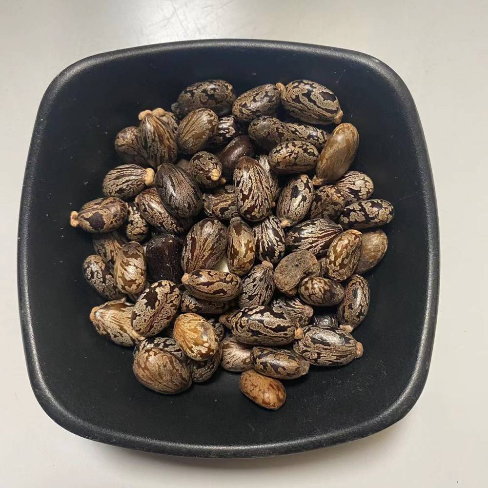 供应中药材蓖麻子干品新货药材一公斤包邮