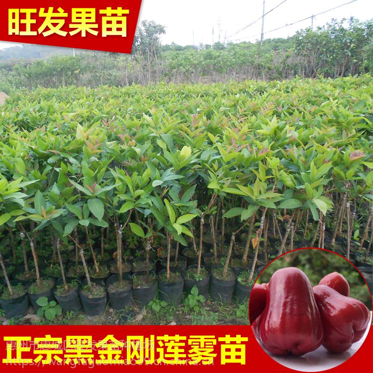 特大　レンブ取木苗木 台湾黑金剛 蓮霧 超希少 特大 レンブ取木苗木 台湾黑金蓮霧 - メルカリ
