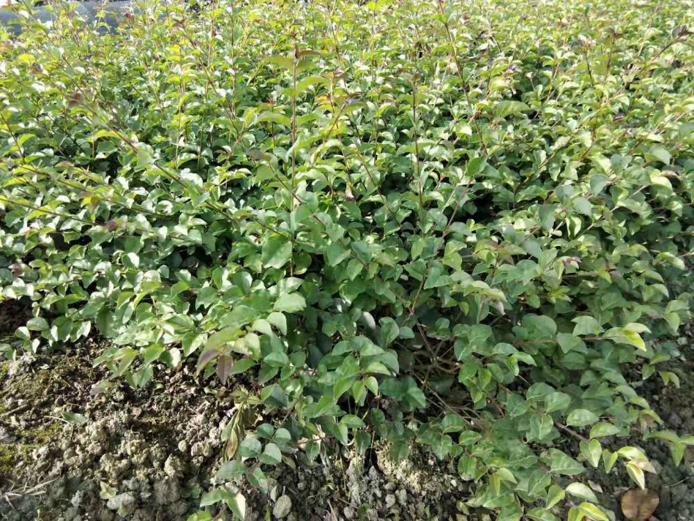 高30公分的毛叶丁香地苗价格毛叶丁香16杯批发丁香绿篱