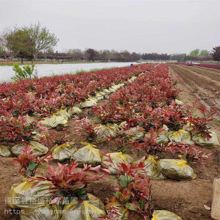 西安红叶石楠基地植物围墙 树苗草皮种子 陕南红叶石楠基地