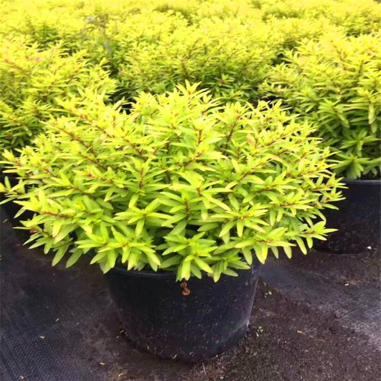 大量供应各种规格金叶满天星花境植物加仑盆苗杯苗袋苗大桶苗产地苗圃