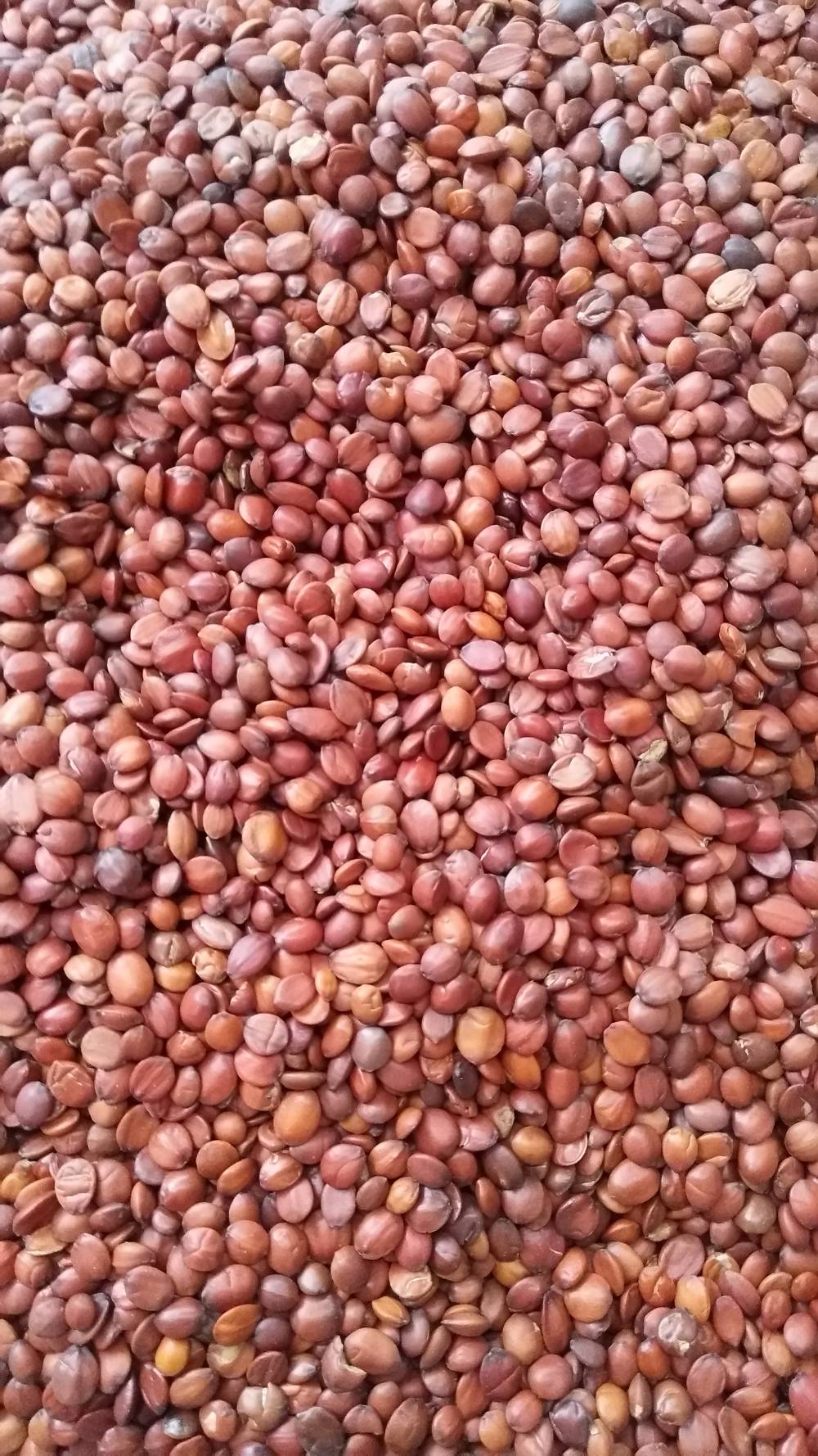 供应中药材闹羊花根闹羊花根的功效