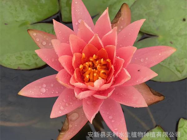 耐寒睡莲基地,适合河道睡莲种植,花期长品种多样