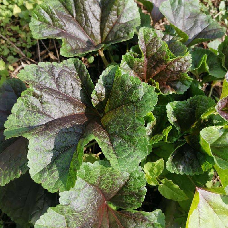 冬寒菜種子耐寒蔬菜冬葵四季蔬菜種子山東野菜多次採栽