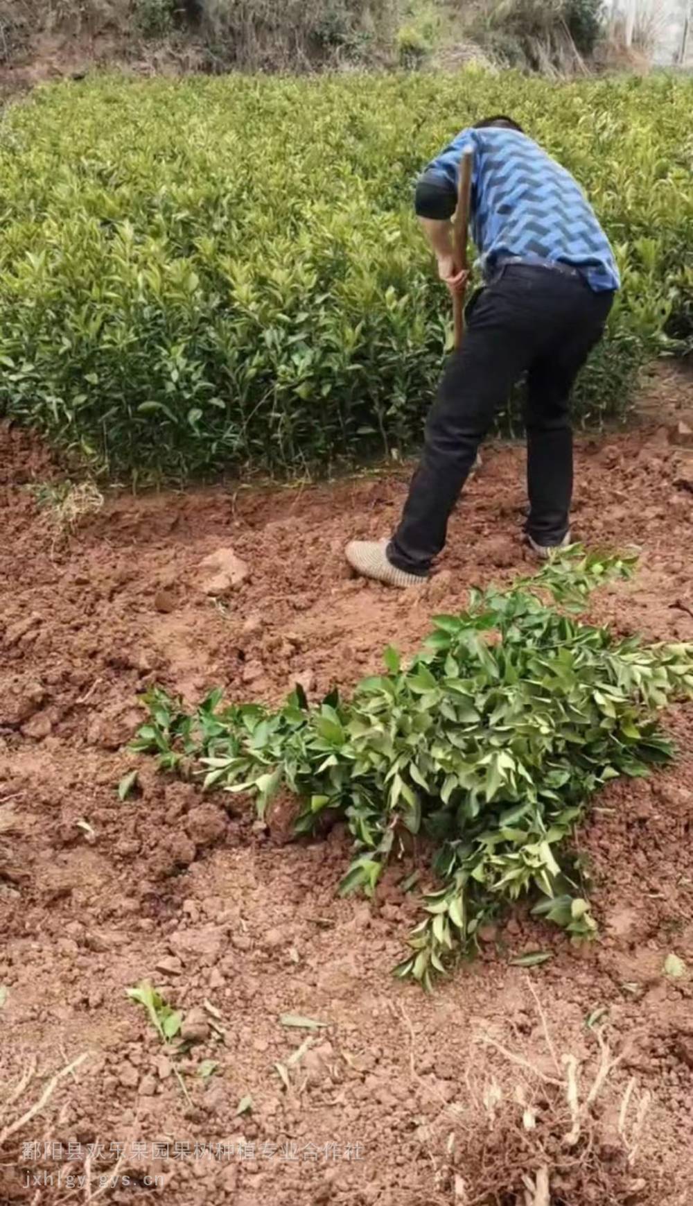 种植什么好卖(种植什么好卖赚钱)