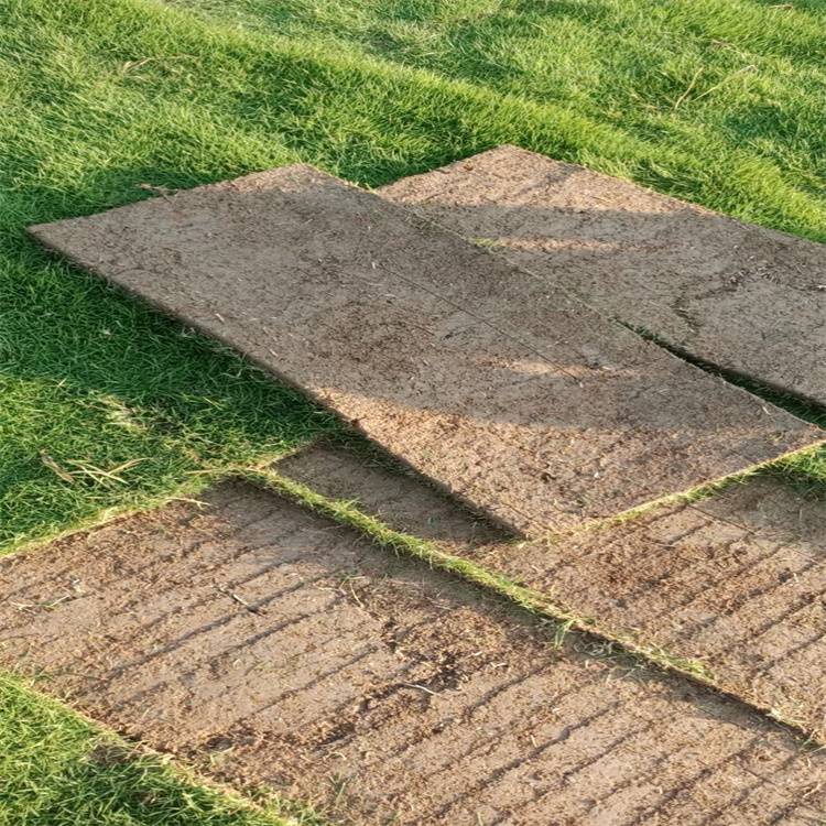 公路绿化草坪 广东马尼拉草 广场绿化草坪 再生性好