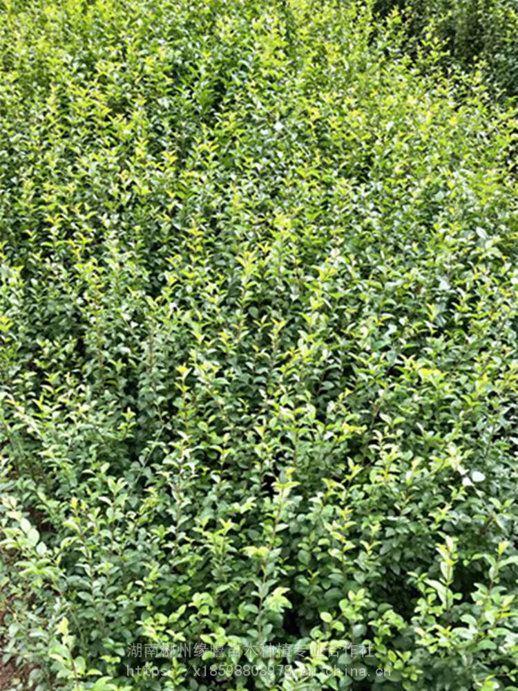 小叶女贞小苗价格湖南地被小苗金叶女贞