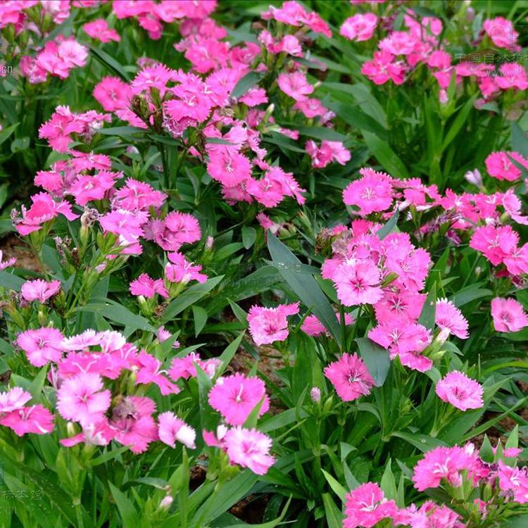 供应常夏石竹绿化草花常夏石竹种植基地