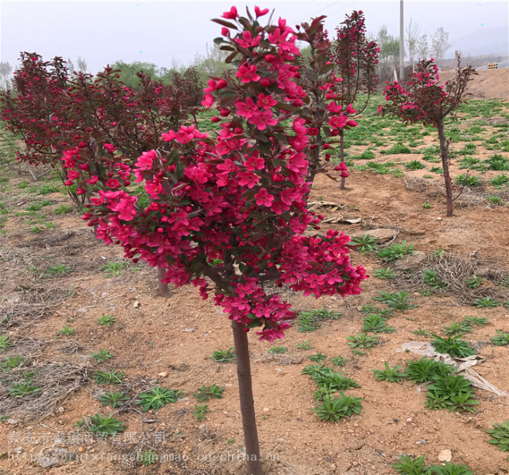 北美海棠树苗占地用2公分海棠树3公分4公分北美海棠