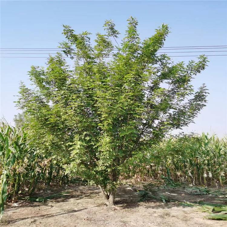 21222530公分白蜡丛生金叶白蜡街道庭院装饰树栽培简易