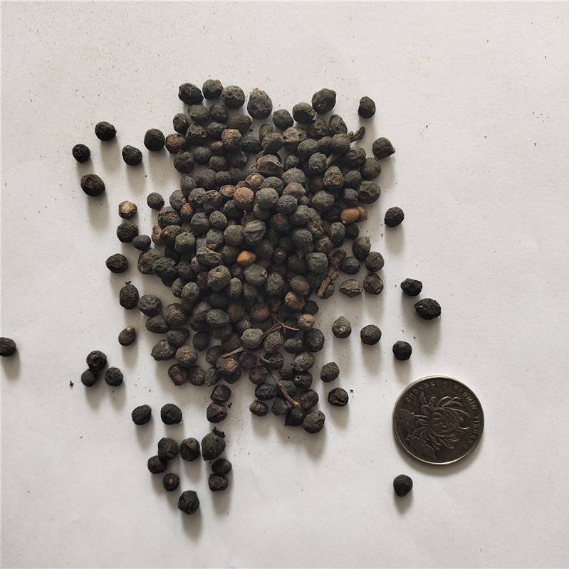 新采林木种子檀香种子发芽率高价格便宜批发价