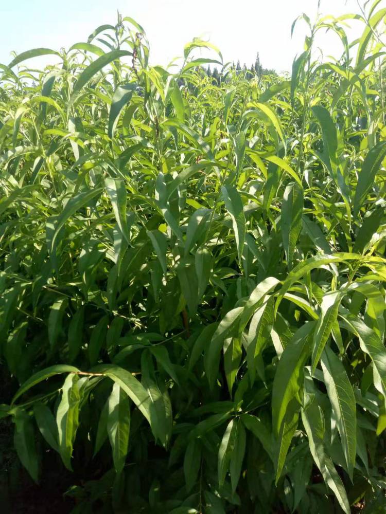 阿坝水蜜桃苗阿坝桃子苗基地阿坝哪里批发水蜜桃苗