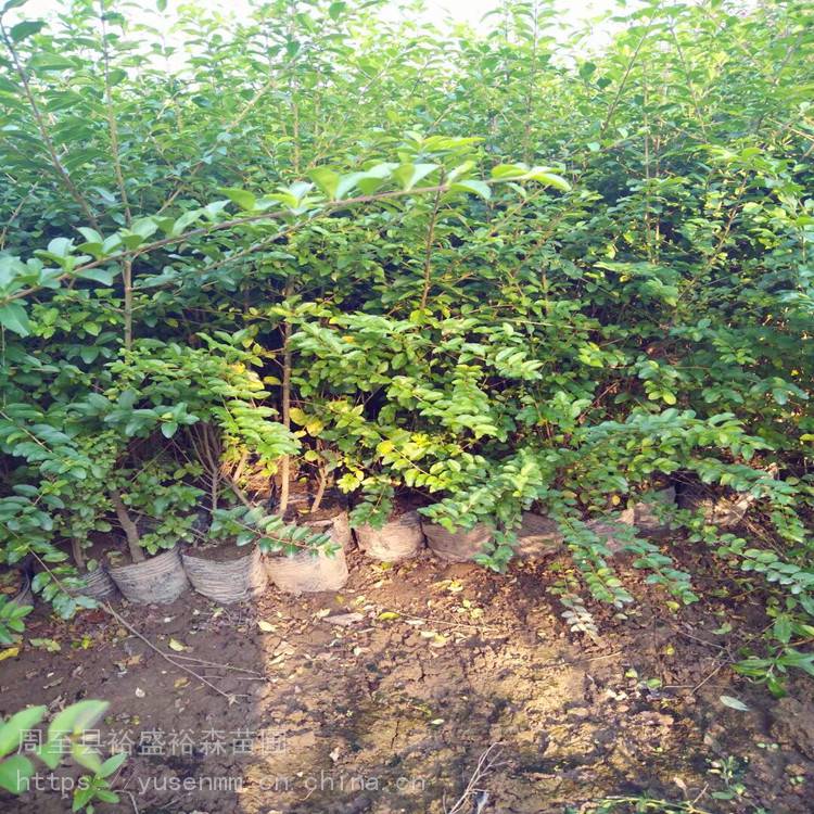 小叶女贞小苗 绿植树苗基地 1.8米圆球金叶女贞