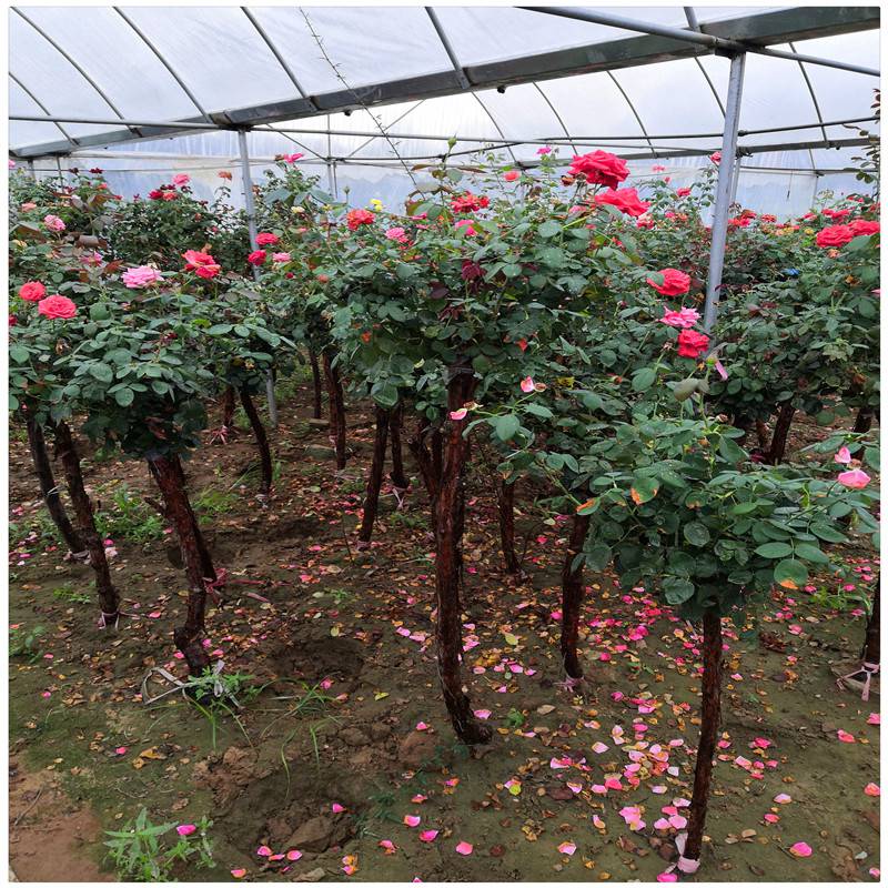 高杆月季树苗价格树桩月季批发3公分5公分大花月季树基地