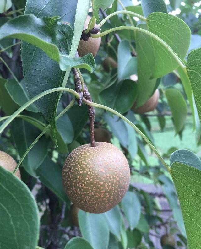 嫁接梨树果苗特大早酥红梨黄金梨南方北方种植地栽果树苗当年结果