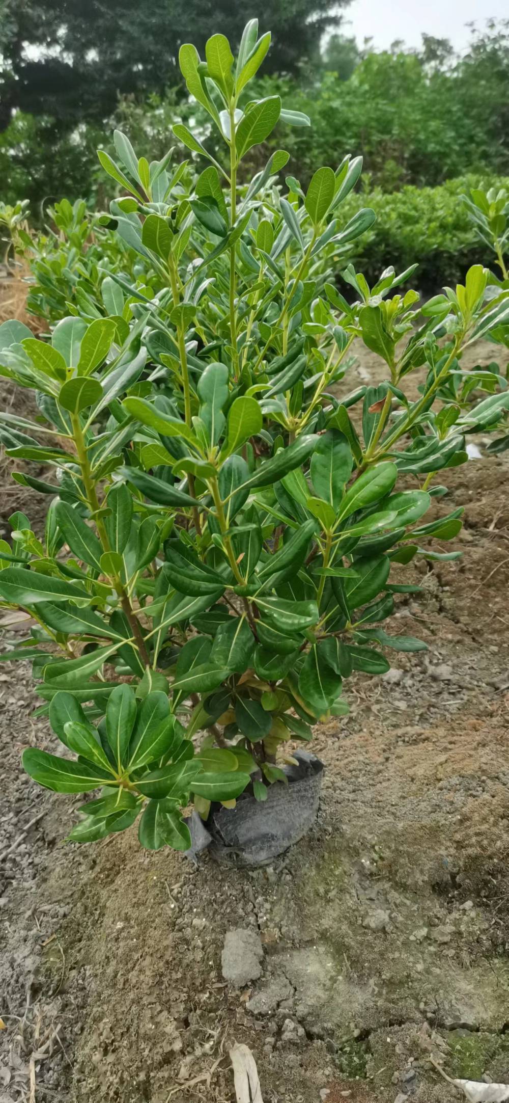 哪里的海桐球多16杯海桐基地批发海桐的绿化小苗子价格图片