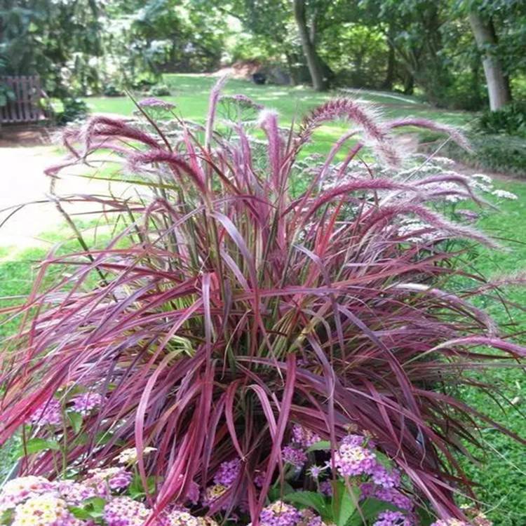 花壇植物火焰狼尾草 小兔子火焰狼尾草苗圃供應 茗茜花卉 園林批發