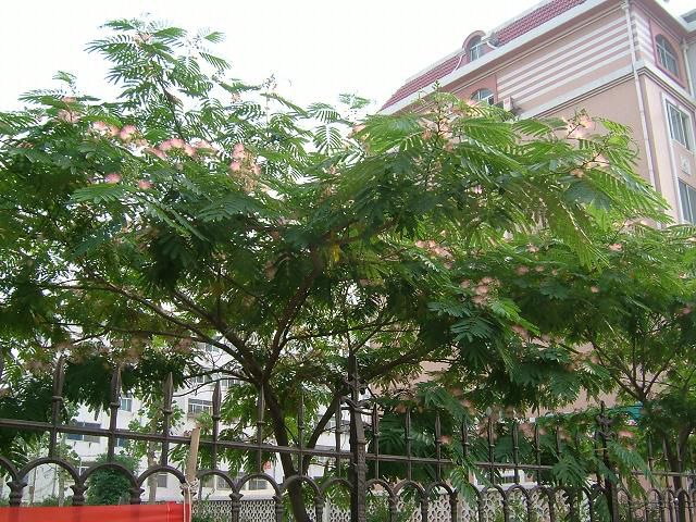 【合欢树价格-合欢树基地-15cm合欢树价格】图片