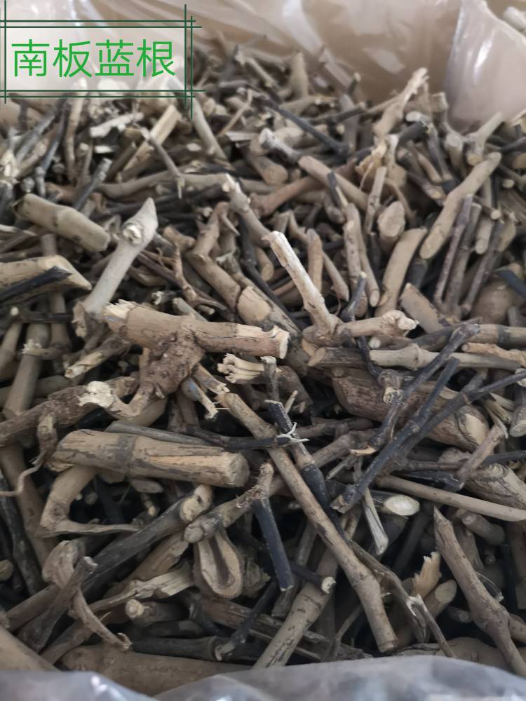 中药南板蓝根功效作用土板蓝根蓝靛根板蓝根大蓝根大青根