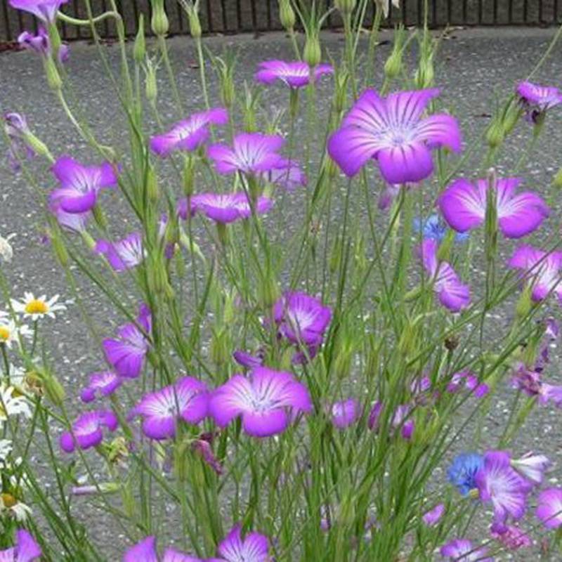 销售麦仙翁花卉种子麦仙翁观赏性好景观花籽发芽率高