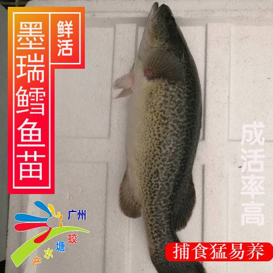 鱼品种墨瑞鳕鱼苗淡水鳕鱼优惠批发