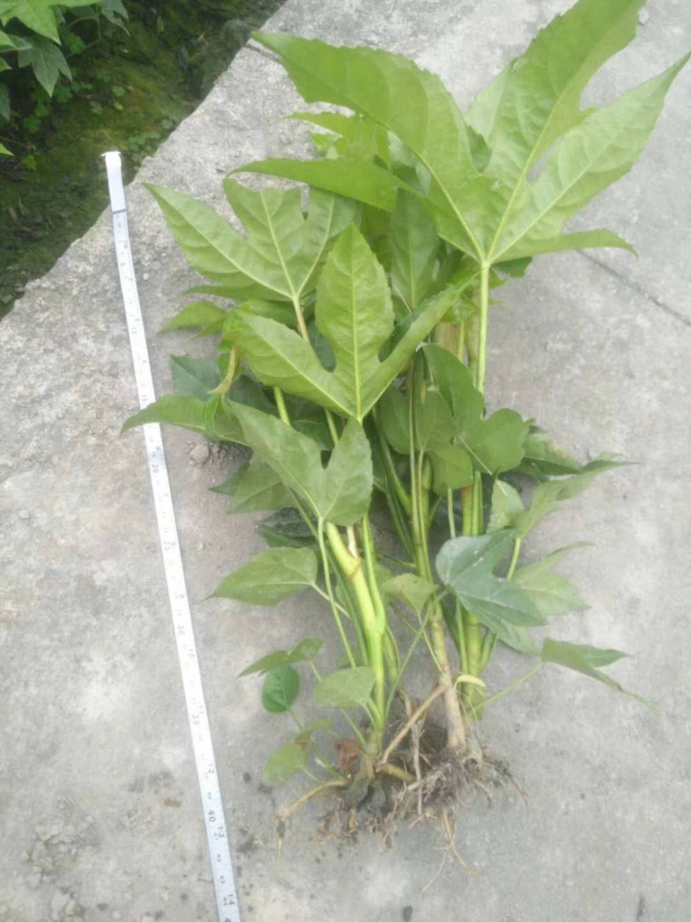 出售八角金盘小杯苗八角金盘地苗八角金盘工程绿化苗