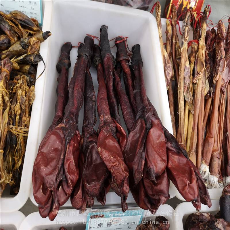 泡酒驴鞭的功效与作用