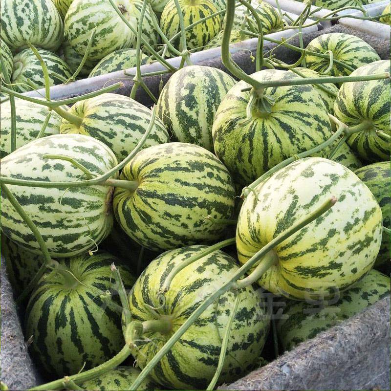 甜瓜种子蛤蟆酥种子花皮甜瓜皮薄肉厚口感香甜大田高产甜种籽