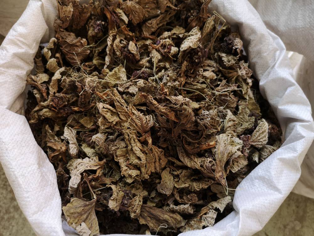 正宗枇杷叶多少钱枇杷叶全国供应图片