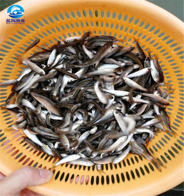 土鯪魚水花苗廠家銷售泰國鯪魚苗鯪魚苗怎麼賣