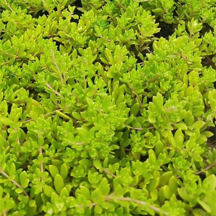 地被观赏植物卧茎景天房顶隔热庭院美化绿化