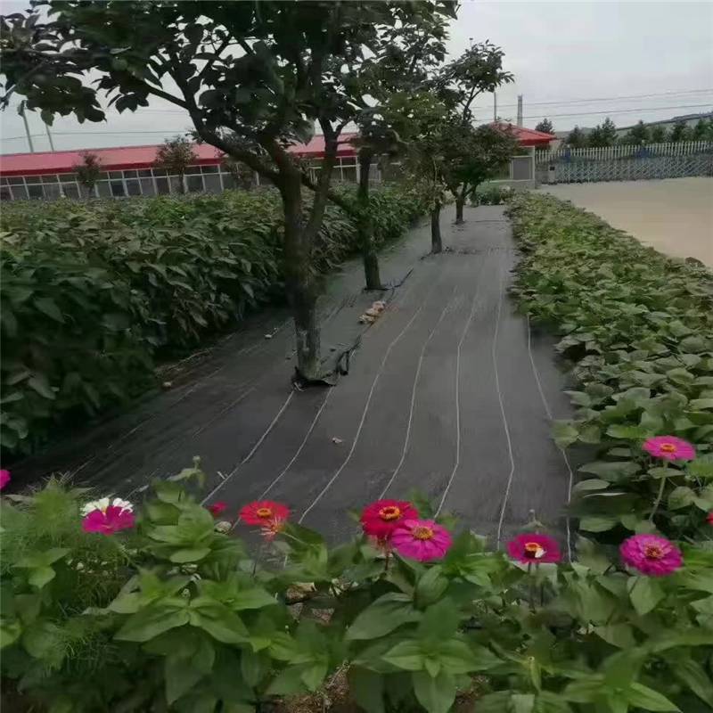 透气防草布的使用效果 润业土工