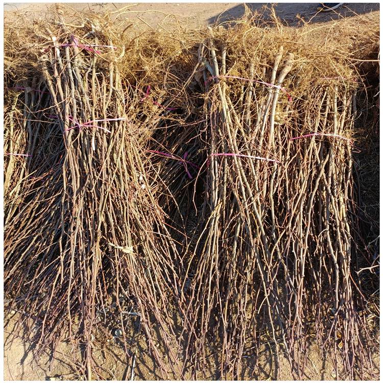 泰安哪里有刺槐树苗卖 刺槐一年小苗价格 60公分刺槐树苗批发