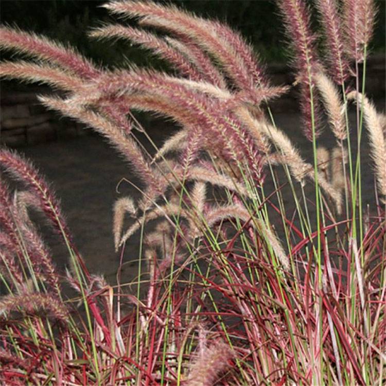 苗圃紫叶狼尾草批发彩叶观赏草花境花带紫叶狼尾草苗