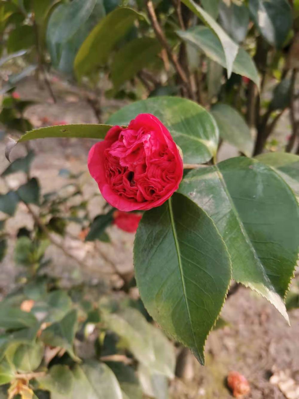 茶花球茶花種植基地茶花批發出售茶花供應