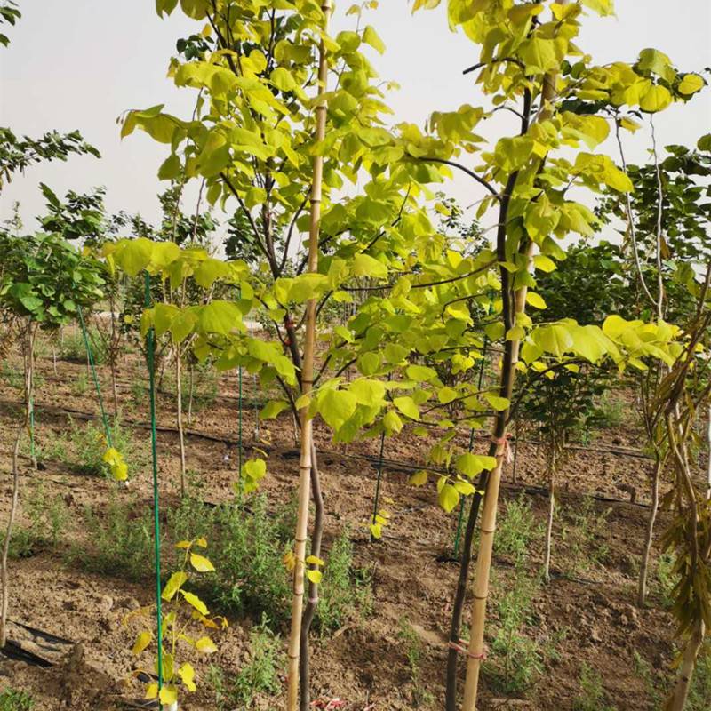加拿大紫荆金心小区庭院观赏造景行道防护树景区园林工程