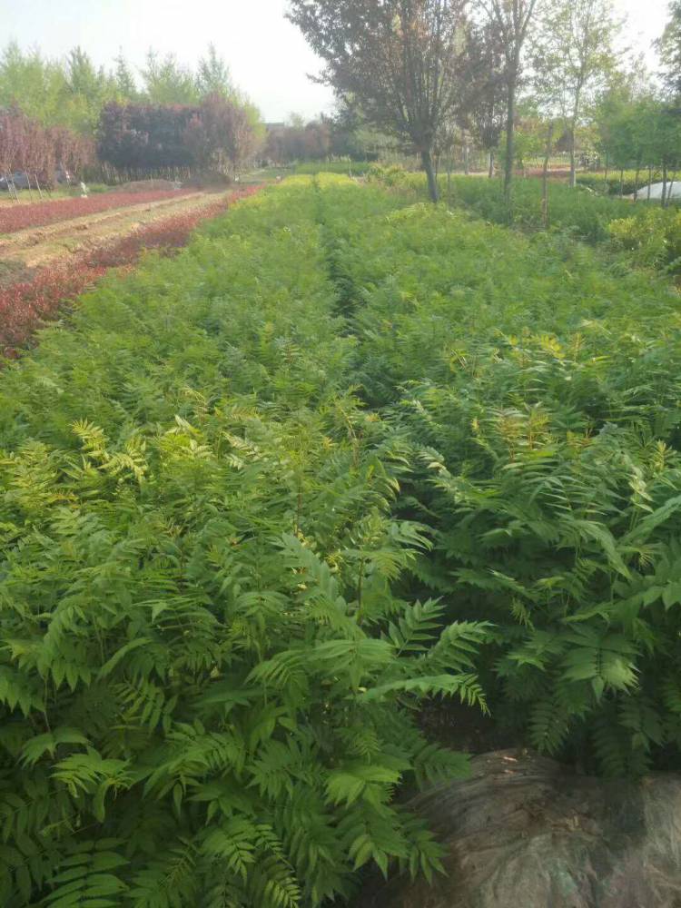 培育珍珠梅珍珠梅工程苗