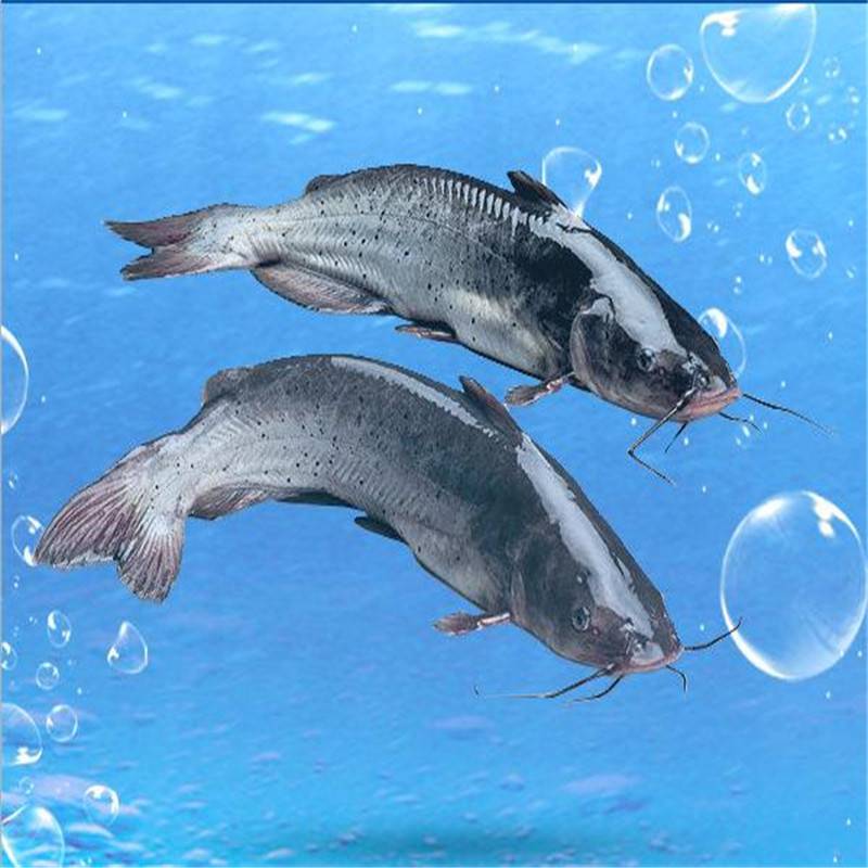 烟台美国叉尾鮰鱼苗美国叉尾鮰鱼苗