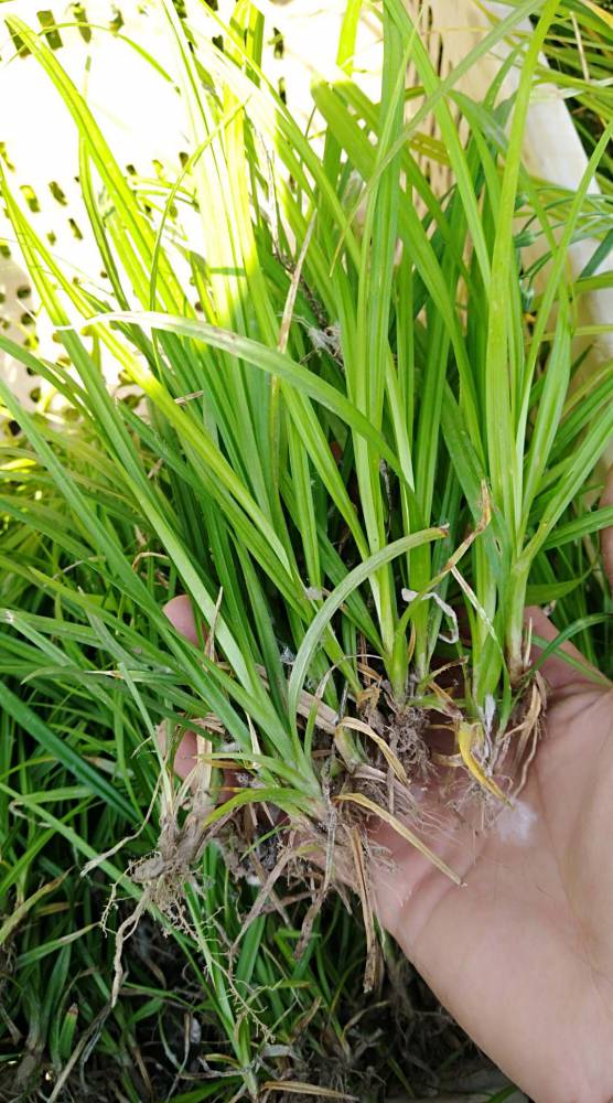 崂峪苔草涝峪苔草批发崂峪苔草种子崂峪苔草营养杯苗