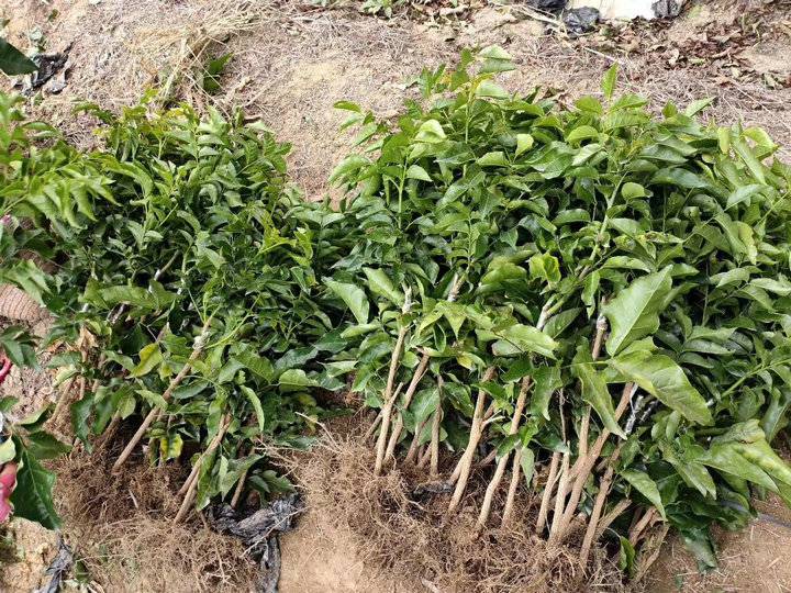 贵妃黄皮苗金蛋黄皮苗黄皮嫁接苗黄皮果苗贵妃黄皮苗长琦果苗