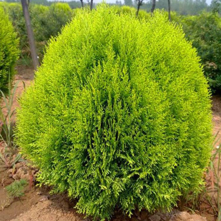 供应80公分洒金柏球1米洒金柏球产地价格