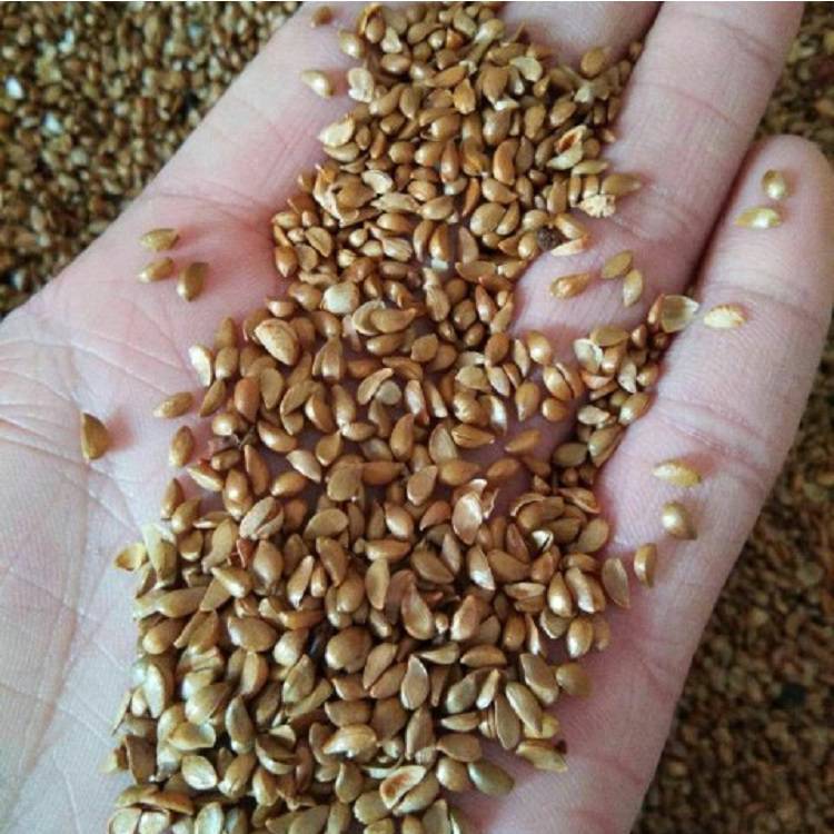 山丁子种子辽宁山丁子种子东北山丁籽