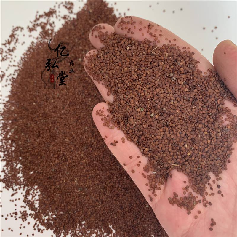 供应米罐子莨菪子莨菪实价格天仙子多少钱